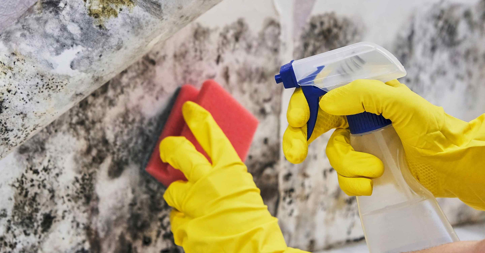Cleaning gloves cleaning mold off of walls