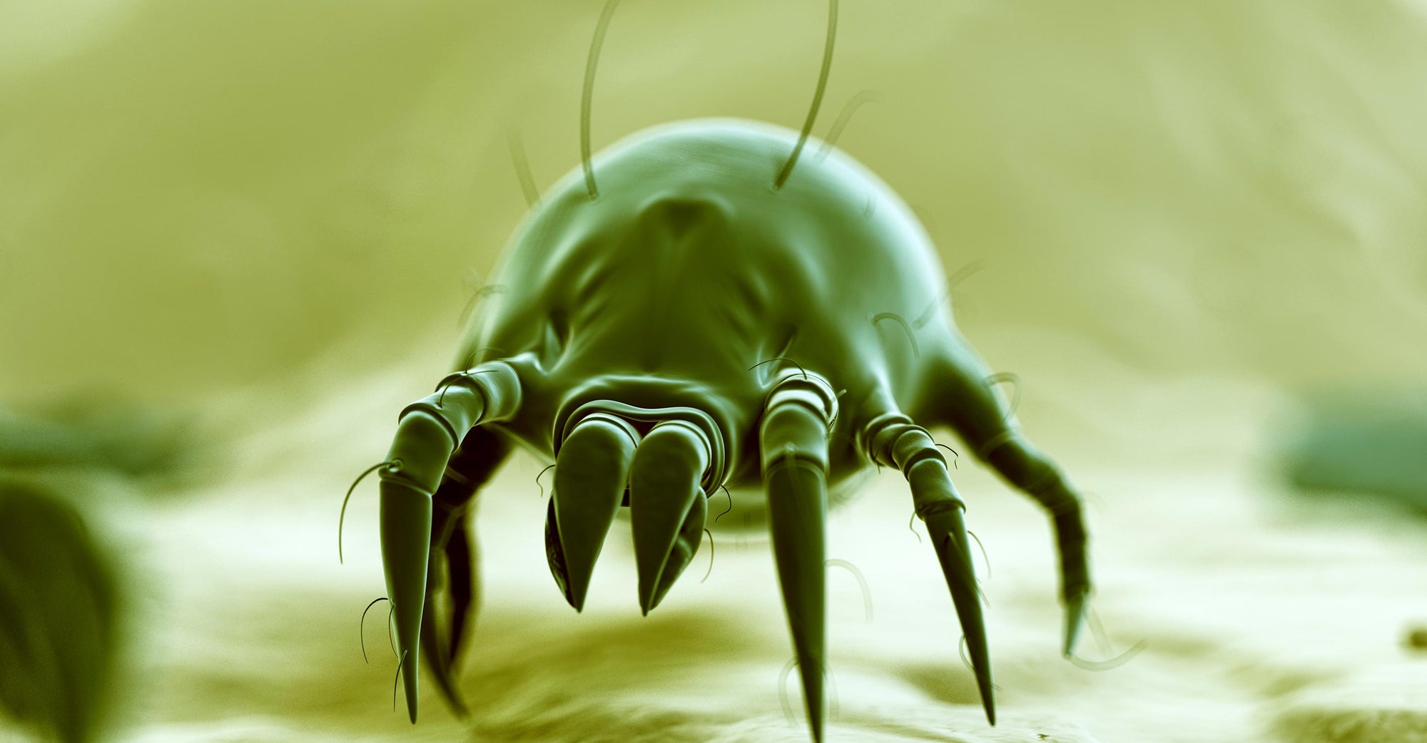 A close up of a dust mite.