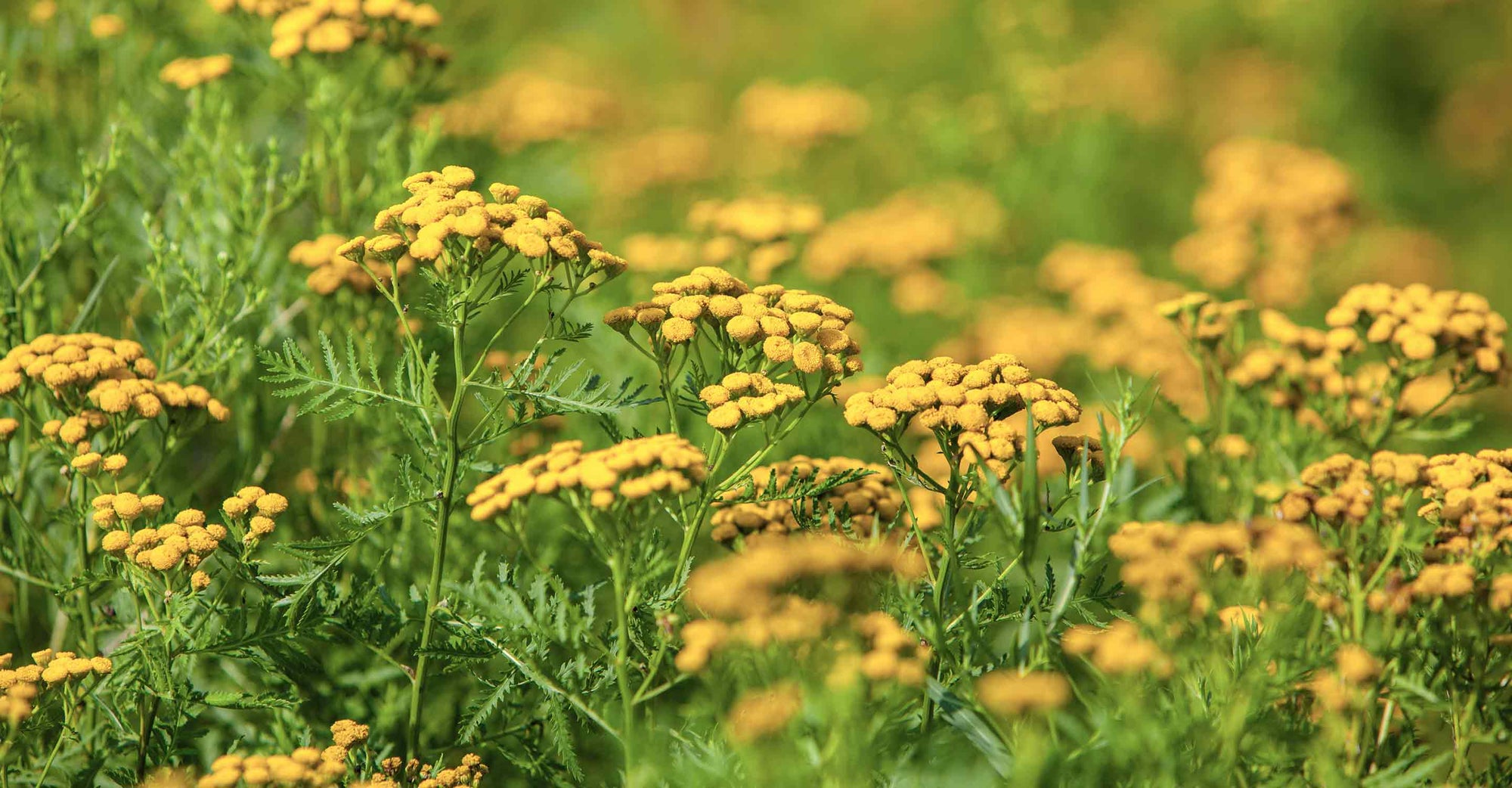 6 Steps you can take to control ragweed allergies