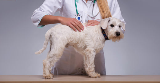 white dog who can benefit from IQAir air purifier