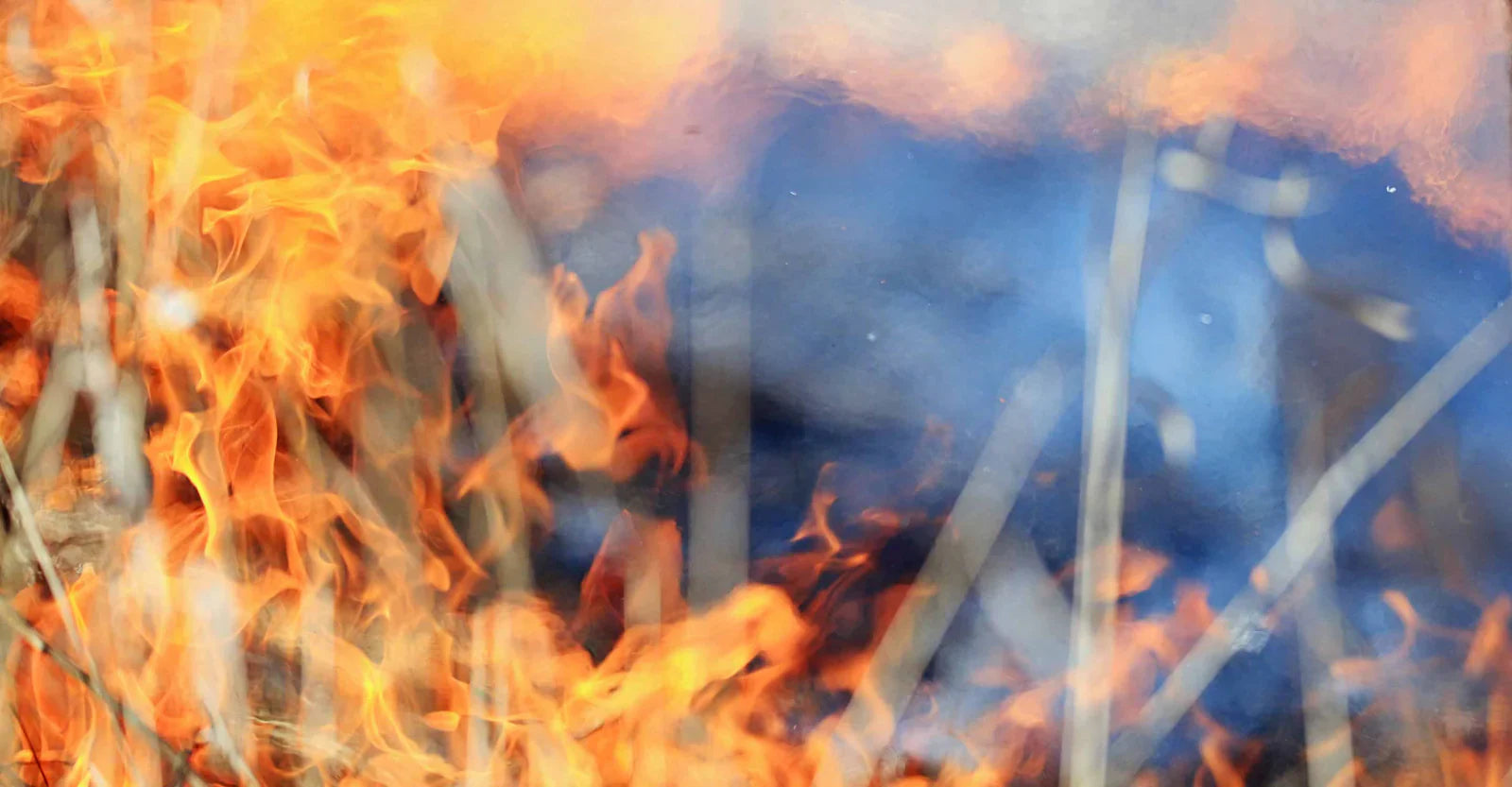 close up of wildfire in brush