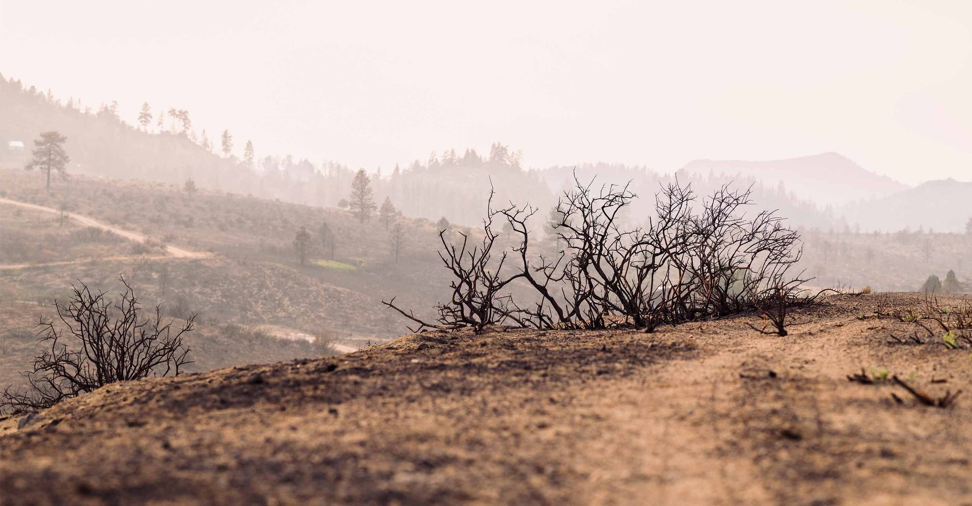 dried hillside damaged by wildfire