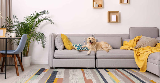 dog on couch of residential home with the best air purifier for pets