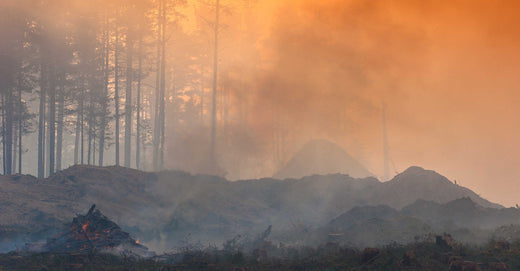 Wildfire in forest and smoke