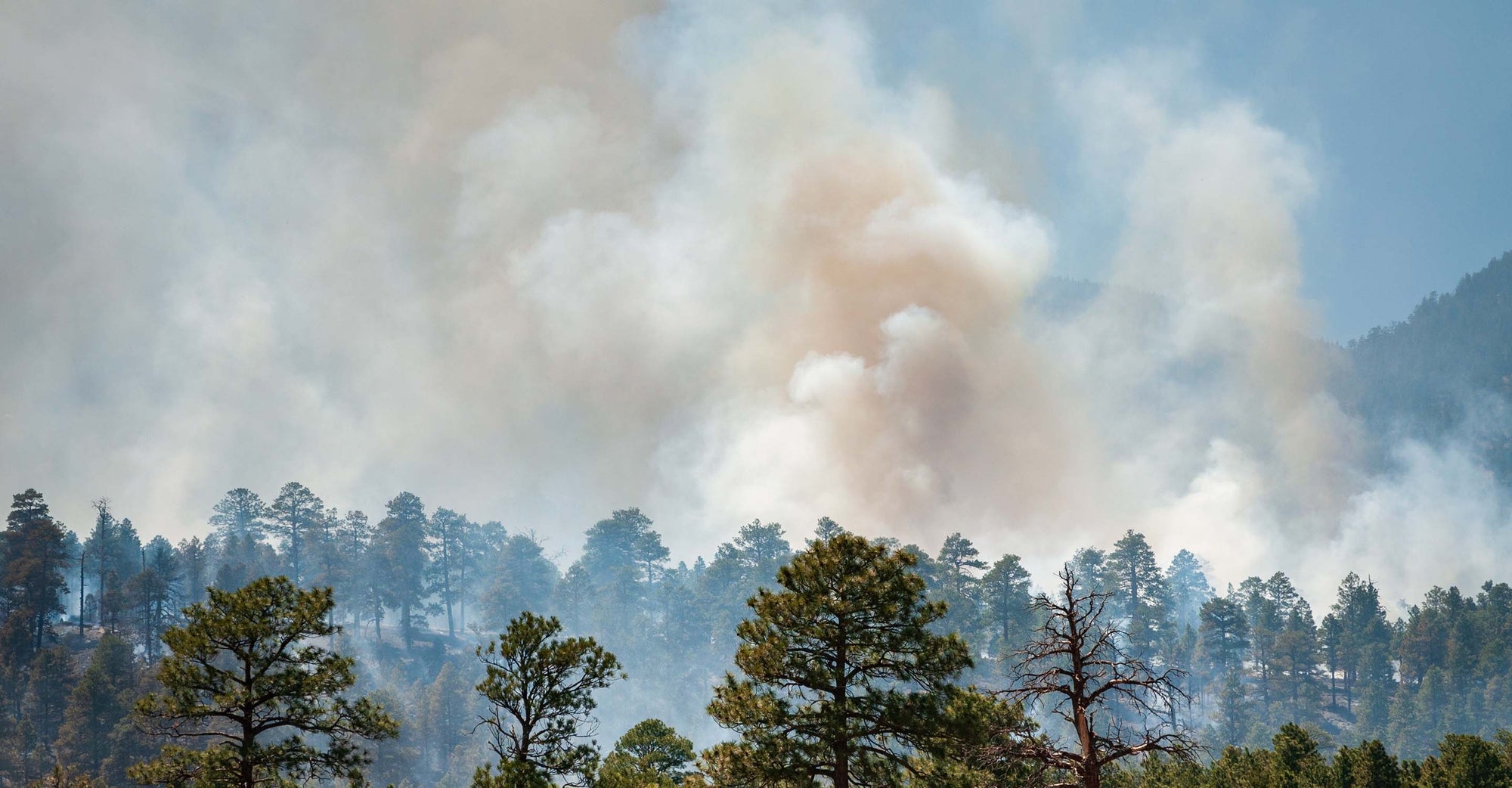 Smoke over a pine forest
