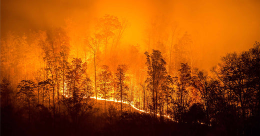 Wildfire burning in forested hills