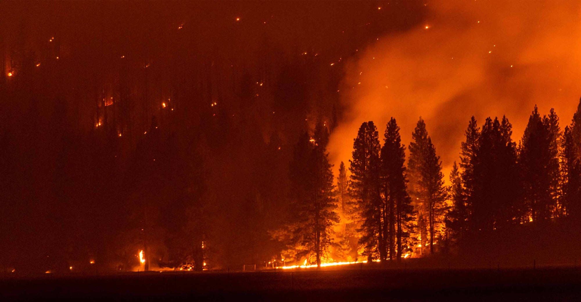 Fire burning in a pine forest
