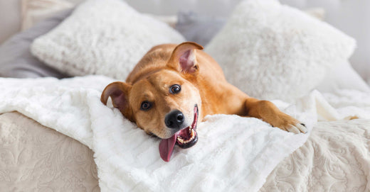 Dog on bed