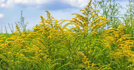 ragweed in field