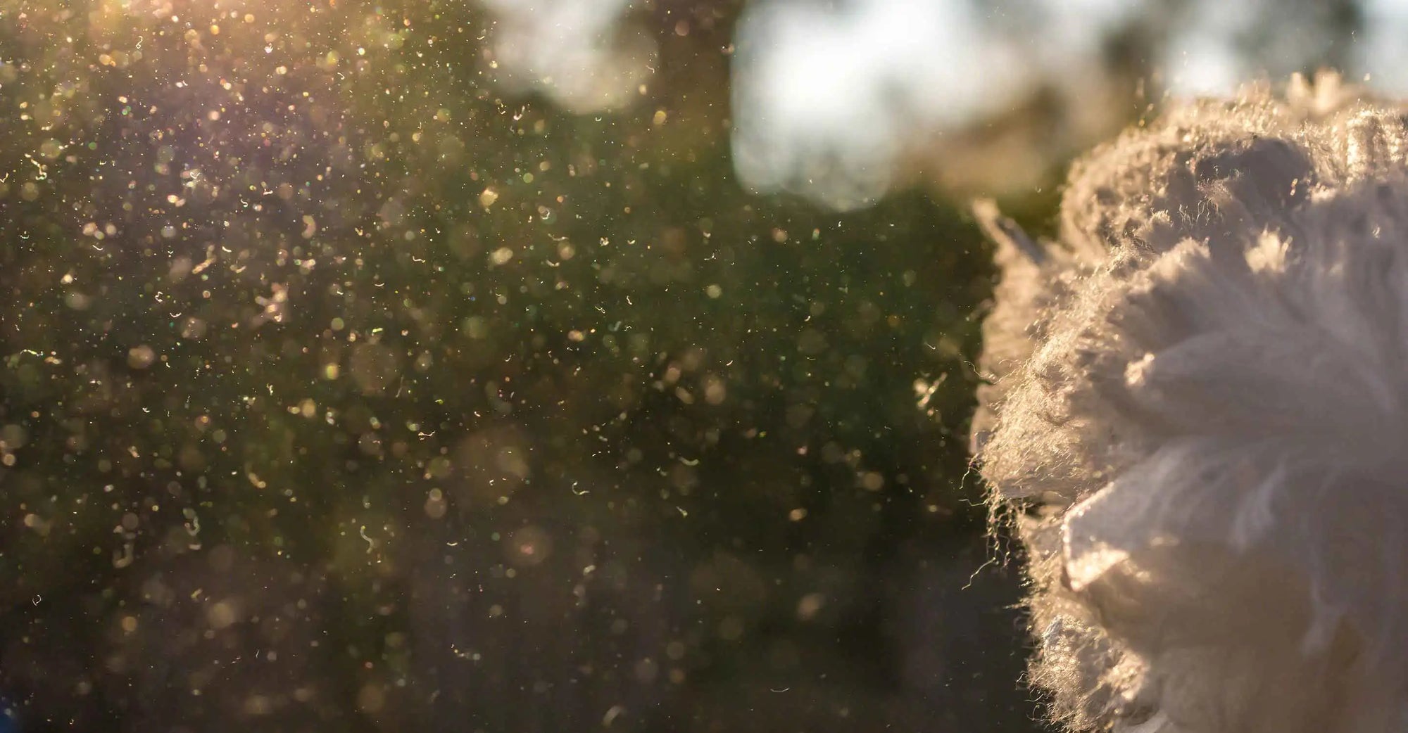 Dust particles close up