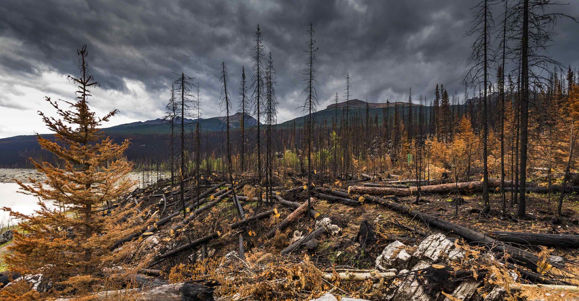 Devastated forest after wild fire