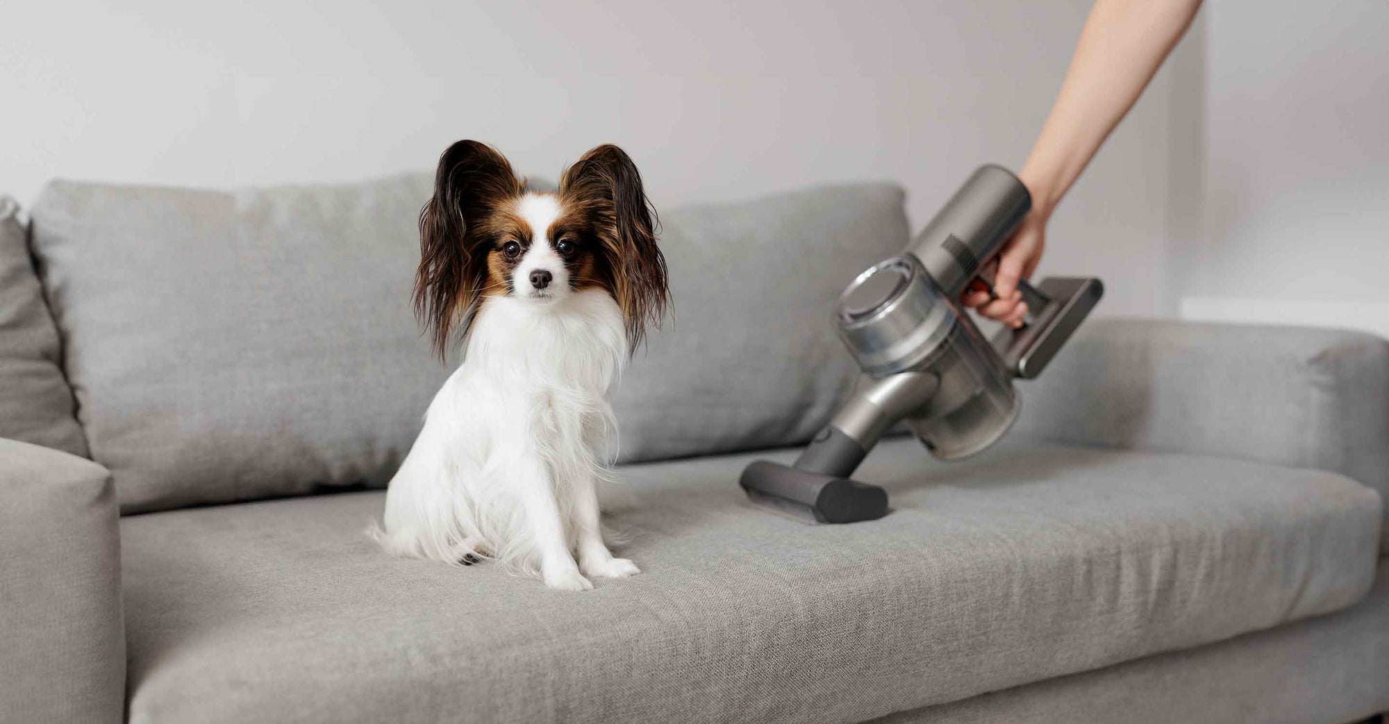 Finding Relief from Pet Allergies with These High-Efficiency Air Purifiers