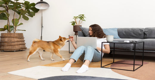 Air Purifiers: Enhancing Living Quality In Pet-Inclusive Homes