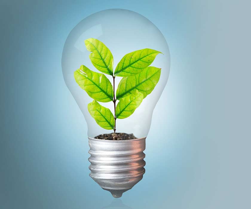 lightbulb with plant inside